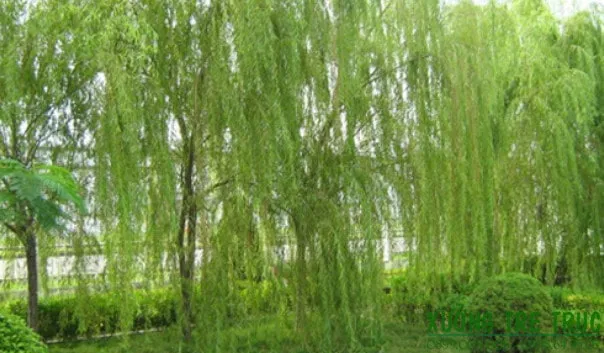 Sự kết hợp giữa các tông màu xanh giúp cành liễu trông có chiều sâu và chân thực hơn