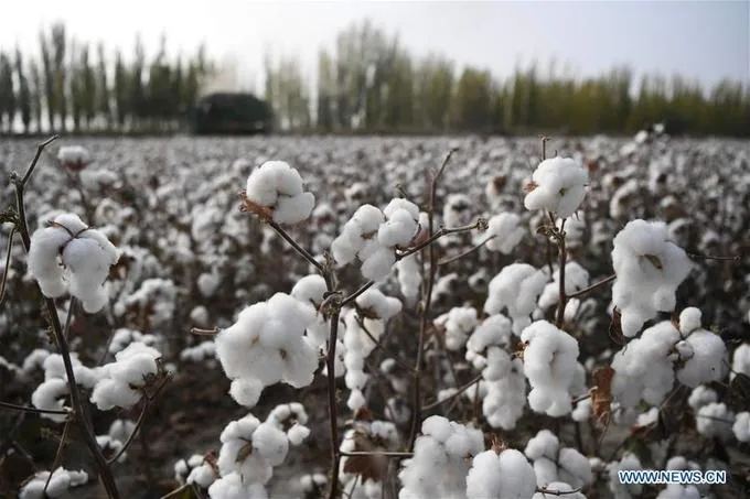vuong-quoc-bong-vai-mua-thu-hoach-ivivu-4 Nguồn gốc tự nhiên của sợi cotton và các loại sợi thô